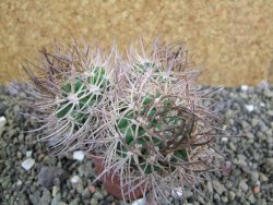 Pyrrhocactus bulbocalyx, pot 5,5 cm 1 plant - 12402247