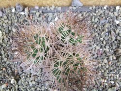 Pyrrhocactus bulbocalyx, pot 5,5 cm 1 plant - 12402248