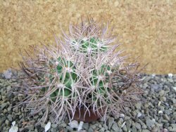 Pyrrhocactus bulbocalyx, pot 5,5 cm 1 plant - 12402249