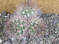 Pyrrhocactus bulbocalyx, pot 5,5 cm 1 plant - 12402251