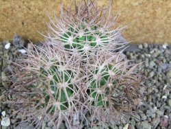 Pyrrhocactus bulbocalyx, pot 5,5 cm 1 plant - 12402252