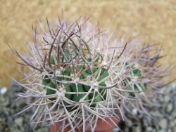 Pyrrhocactus bulbocalyx, pot 5,5 cm 1 plant - 12402253