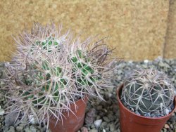 Pyrrhocactus bulbocalyx, pot 5,5 cm 1 plant - 12402254