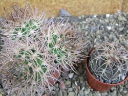 Pyrrhocactus bulbocalyx, pot 5,5 cm 1 plant - 12402255