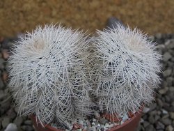 Echinocereus reichenbachii albispinus x bayleyi pot 6,5 cm - 12402256