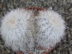 Echinocereus reichenbachii albispinus x bayleyi pot 6,5 cm