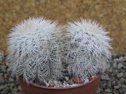 Echinocereus reichenbachii albispinus x bayleyi pot 6,5 cm - 12402258