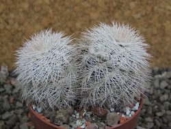 Echinocereus reichenbachii albispinus x bayleyi pot 6,5 cm - 12402259