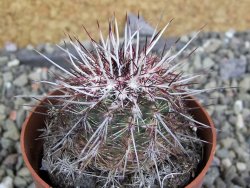 Echinocereus chloranthus SB 131 El Paso TX. pot 6,5 cm - 12402260