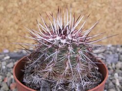 Echinocereus chloranthus SB 131 El Paso TX. pot 6,5 cm