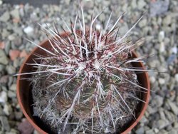 Echinocereus chloranthus SB 131 El Paso TX. pot 6,5 cm - 12402262