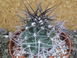 Echinocereus triglochidiatus pot 8,5 cm