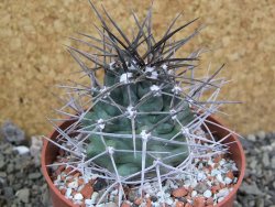 Echinocereus triglochidiatus pot 8,5 cm - 12402264