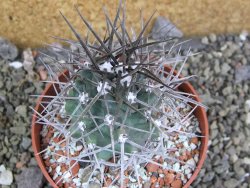 Echinocereus triglochidiatus pot 8,5 cm - 12402265