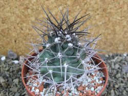 Echinocereus triglochidiatus pot 8,5 cm - 12402266