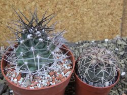 Echinocereus triglochidiatus pot 8,5 cm - 12402267