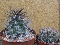 Echinocereus triglochidiatus pot 8,5 cm - 12402268