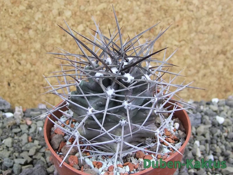 Echinocereus triglochidiatus pot 8,5 cm