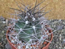 Echinocereus triglochidiatus pot 8,5 cm - 12402269