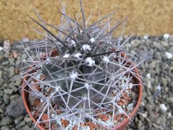 Echinocereus triglochidiatus pot 8,5 cm - 12402270