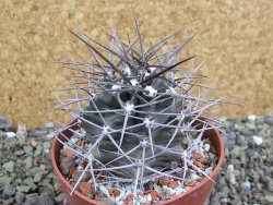 Echinocereus triglochidiatus pot 8,5 cm