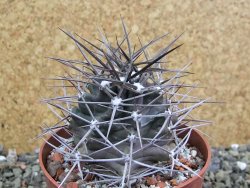 Echinocereus triglochidiatus pot 8,5 cm - 12402272