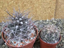 Echinocereus triglochidiatus pot 8,5 cm - 12402273