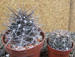 Echinocereus triglochidiatus pot 8,5 cm - 12402274