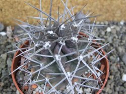 Echinocereus triglochidiatus pot 8,5 cm