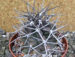 Echinocereus triglochidiatus pot 8,5 cm - 12402276