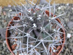 Echinocereus triglochidiatus pot 8,5 cm - 12402277