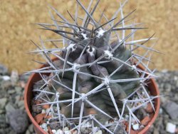 Echinocereus triglochidiatus pot 8,5 cm - 12402278