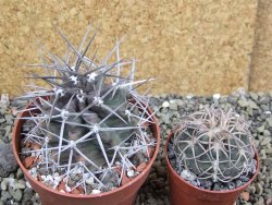 Echinocereus triglochidiatus pot 8,5 cm - 12402279