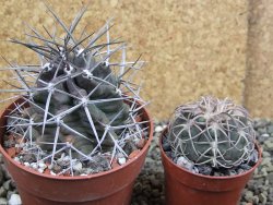 Echinocereus triglochidiatus pot 8,5 cm - 12402280