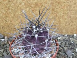 Echinocereus triglochidiatus pot 8,5 cm - 12402281