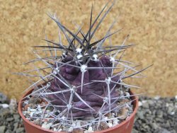 Echinocereus triglochidiatus pot 8,5 cm - 12402283