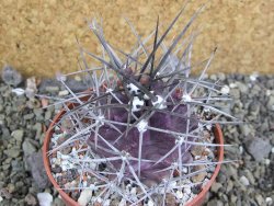 Echinocereus triglochidiatus pot 8,5 cm - 12402284