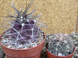 Echinocereus triglochidiatus pot 8,5 cm - 12402285