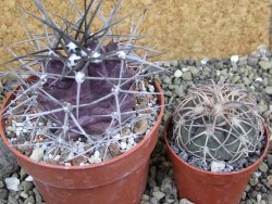 Echinocereus triglochidiatus pot 8,5 cm - 12402286