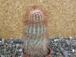 Echinocereus bayleyi DJF 1327 Oklahoma Park pot 5,5 cm - 12402288