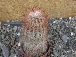 Echinocereus bayleyi DJF 1327 Oklahoma Park pot 5,5 cm - 12402289