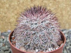 Echinocereus dasyacanthus výběr z květů, pot 6,5 cm - 12402291