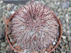 Echinocereus dasyacanthus výběr z květů, pot 6,5 cm - 12402292