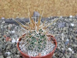 Echinocereus engelmannii pot 5,5 cm