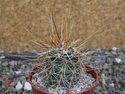 Echinocereus engelmannii pot 5,5 cm - 12402295