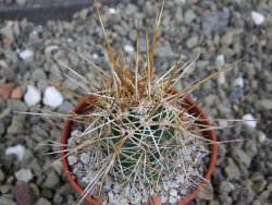 Echinocereus engelmannii pot 5,5 cm - 12402296