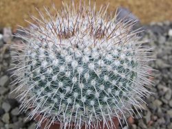 Mammillaria parkinsonii, pot 5,5 cm