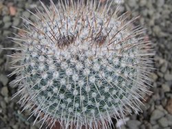 Mammillaria parkinsonii, pot 5,5 cm - 12402298