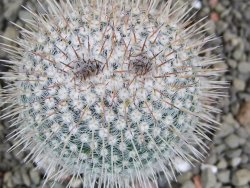 Mammillaria parkinsonii, pot 5,5 cm - 12402299