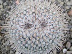 Mammillaria parkinsonii, pot 5,5 cm - 12402301